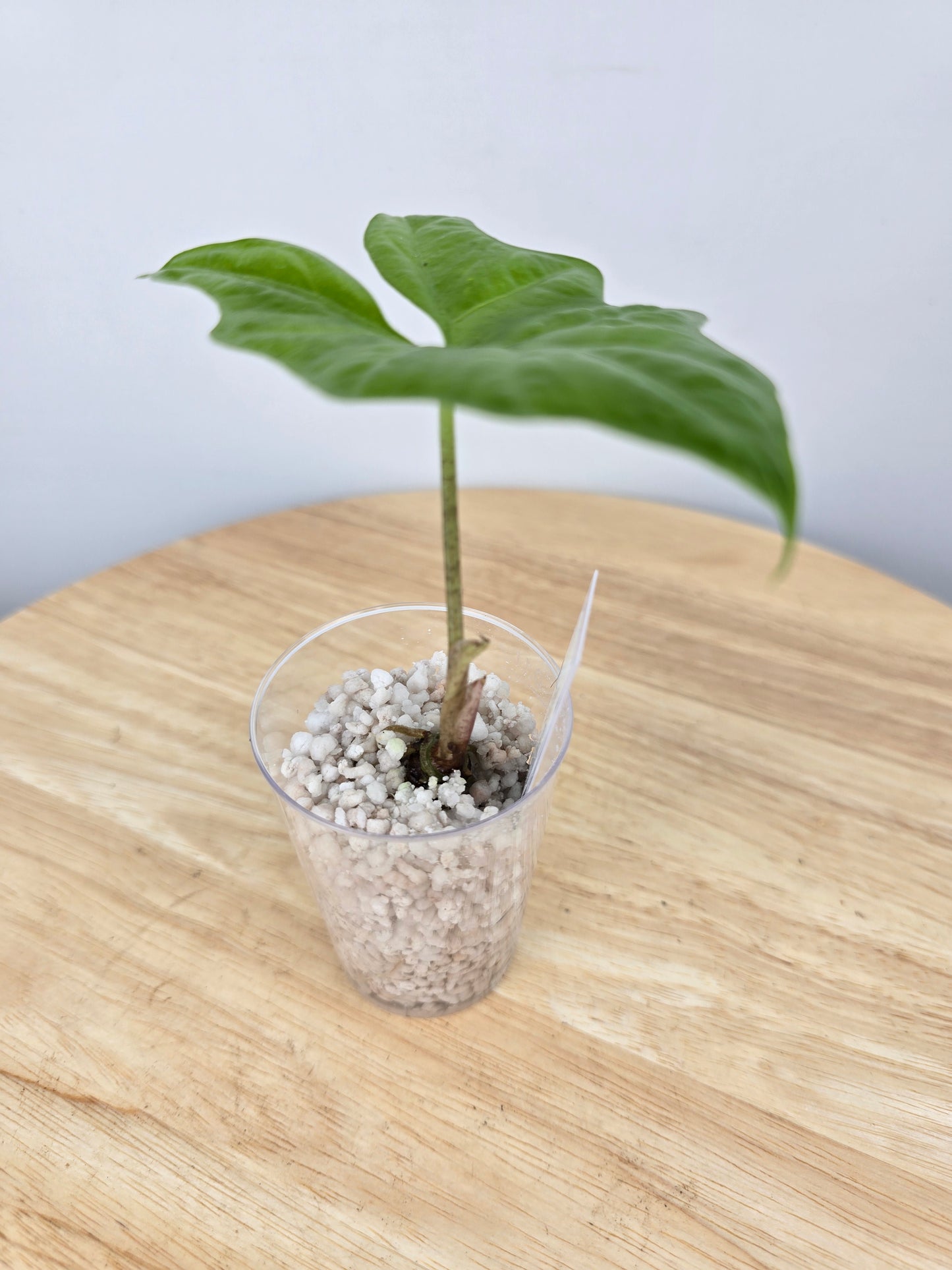 Alocasia Nycteris (JP)