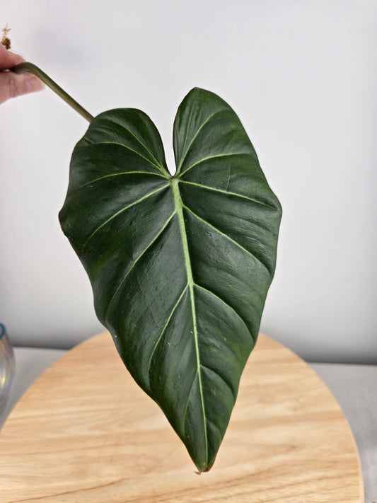 Philodendron Gloriosum x Maximum