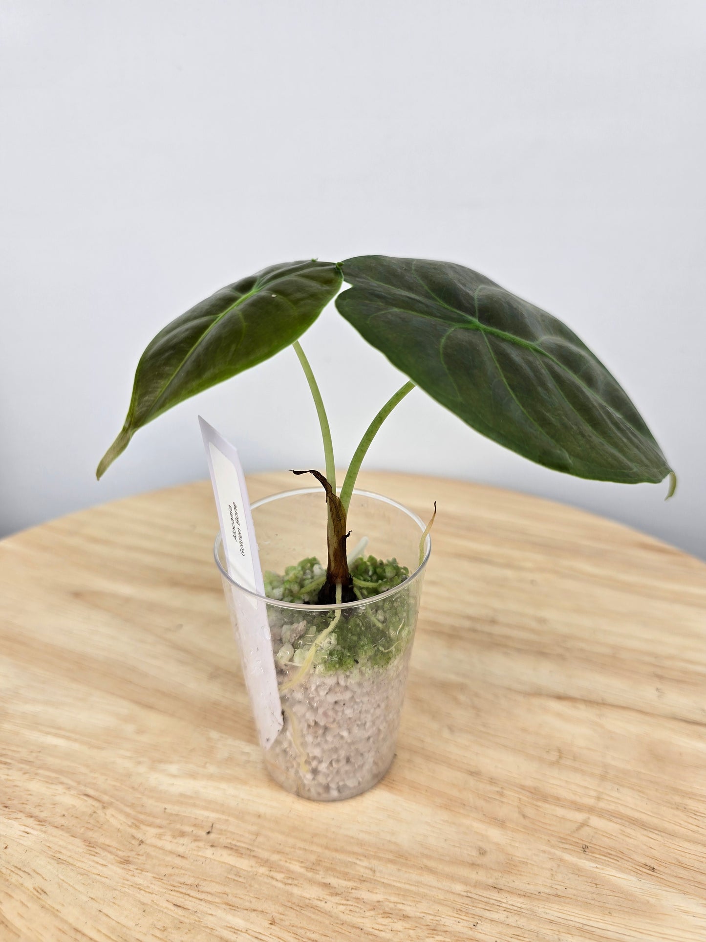 Alocasia Golden Bone (JP)