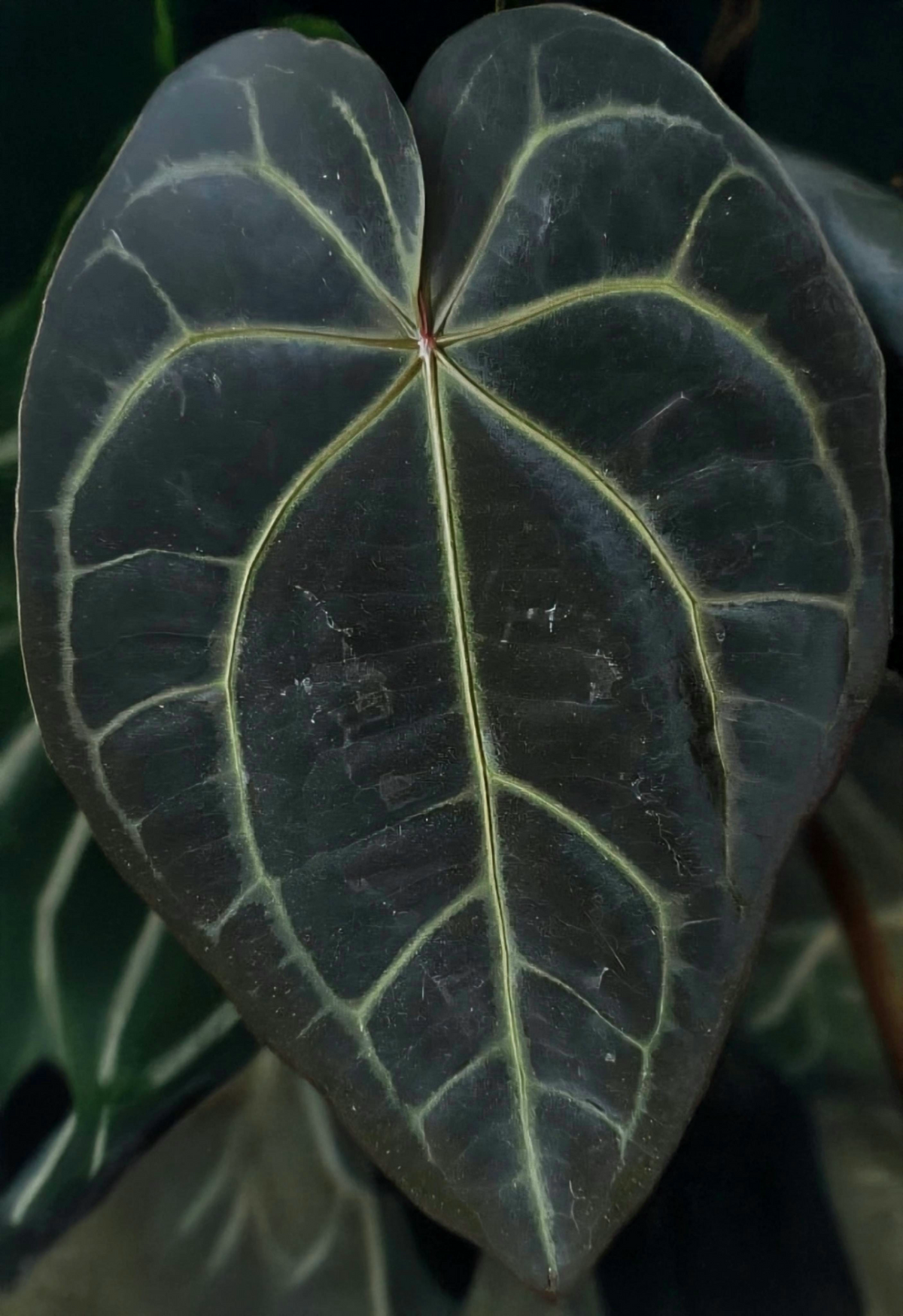 Anthurium (Michelle Hot Pink 23 x Red Velvet Cake 24) x Anthurium Crystal Sky
