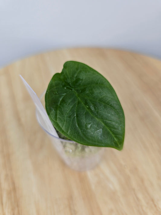 Alocasia Silver Dragon (JP)