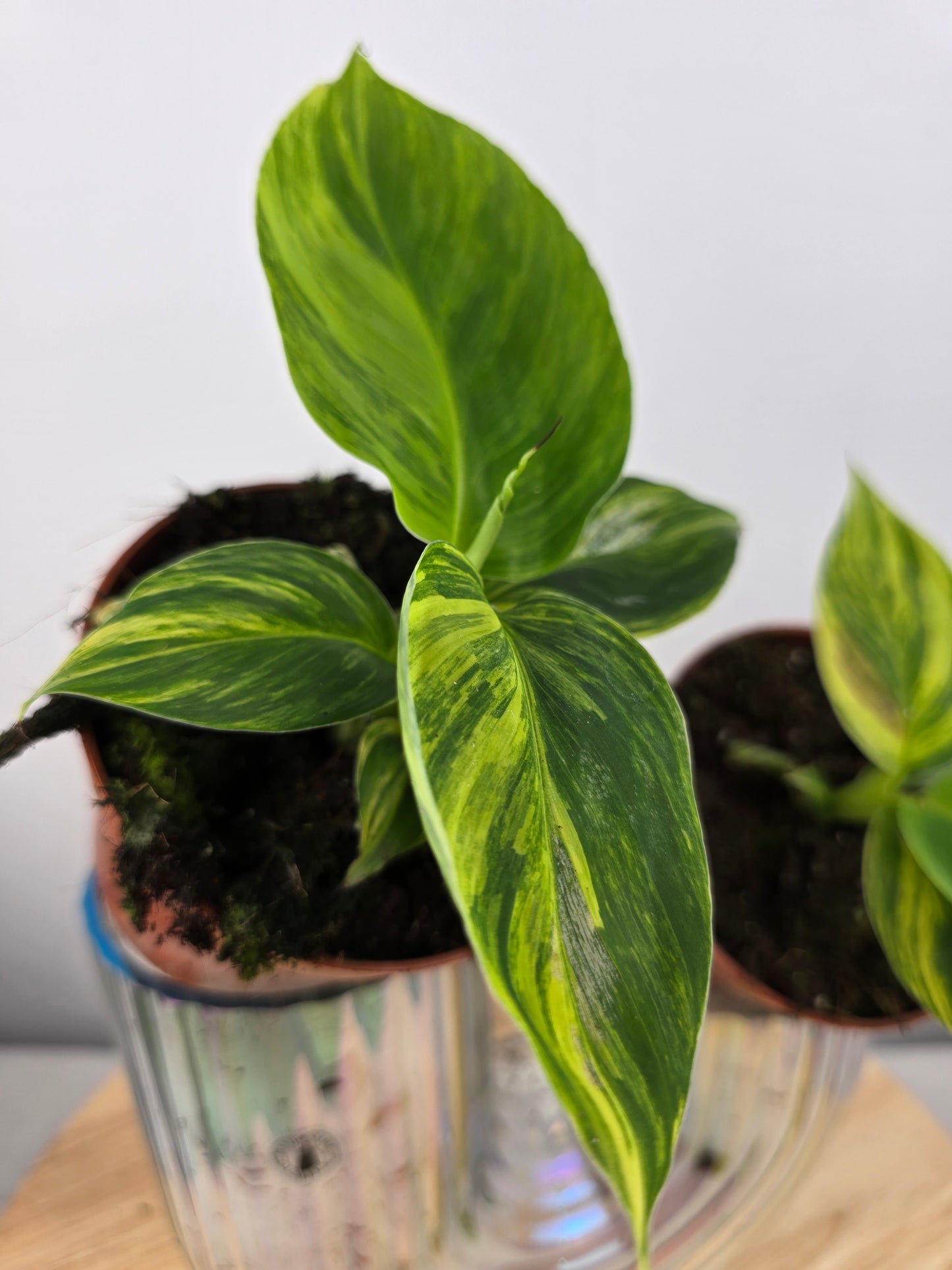 Musa Aurea