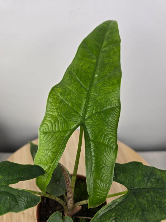 Alocasia 'Sulawesi Green Carpet'