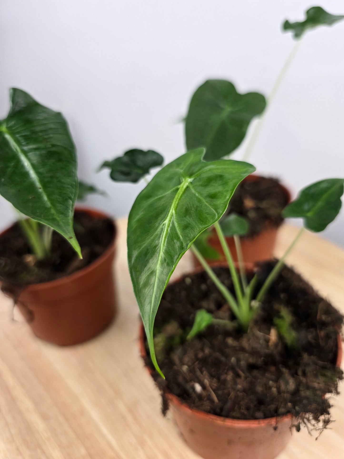 Alocasia Frydek Tattoo