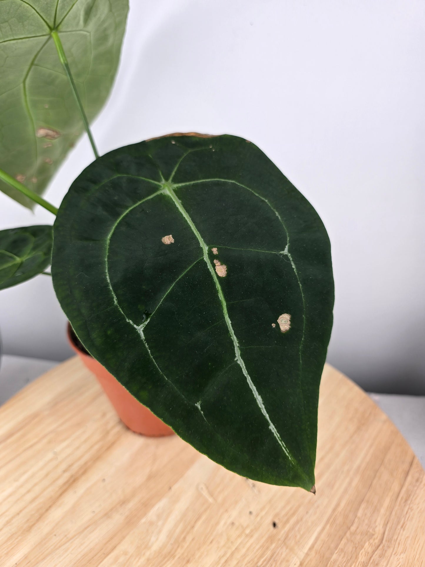 Anthurium forgetii (SC)
