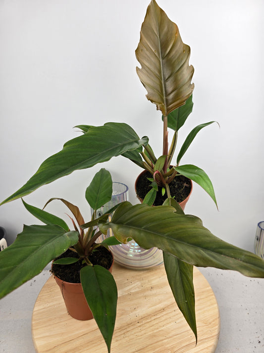 Philodendron 'Choco Empress'