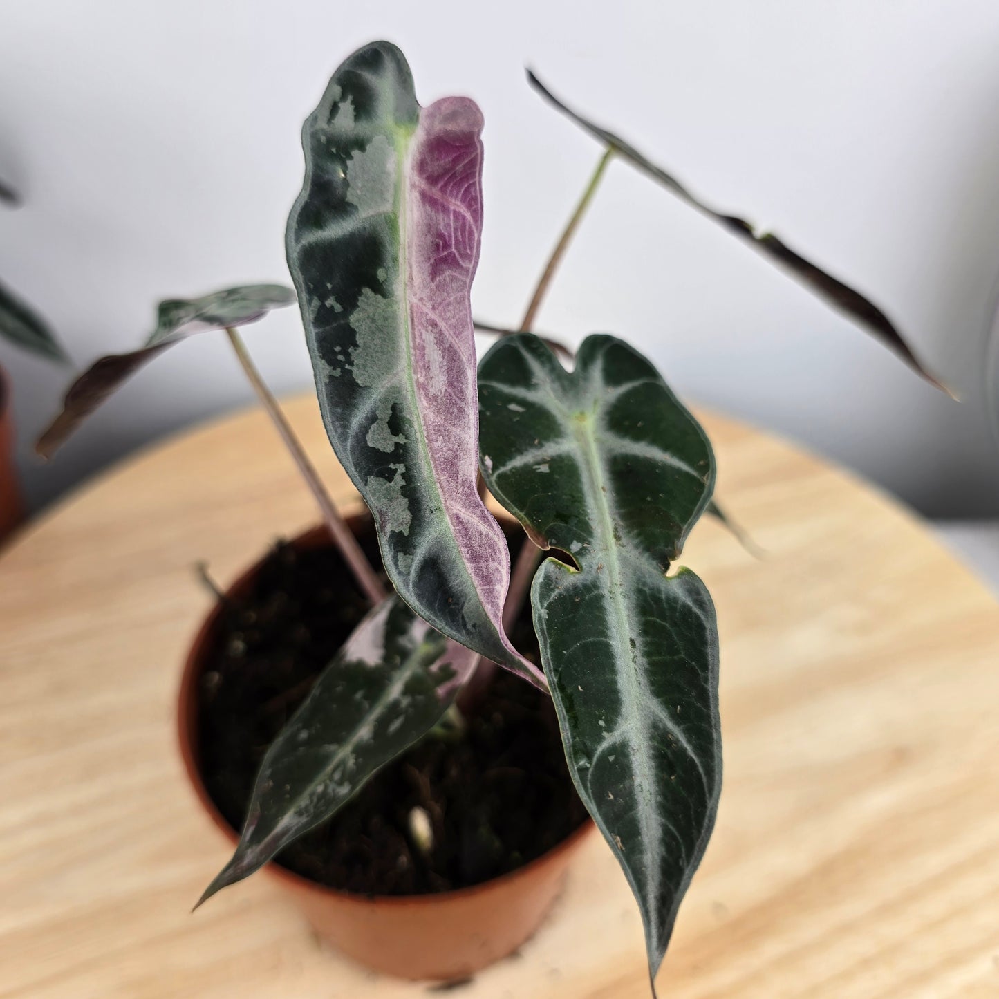 Alocasia Bambino variegata