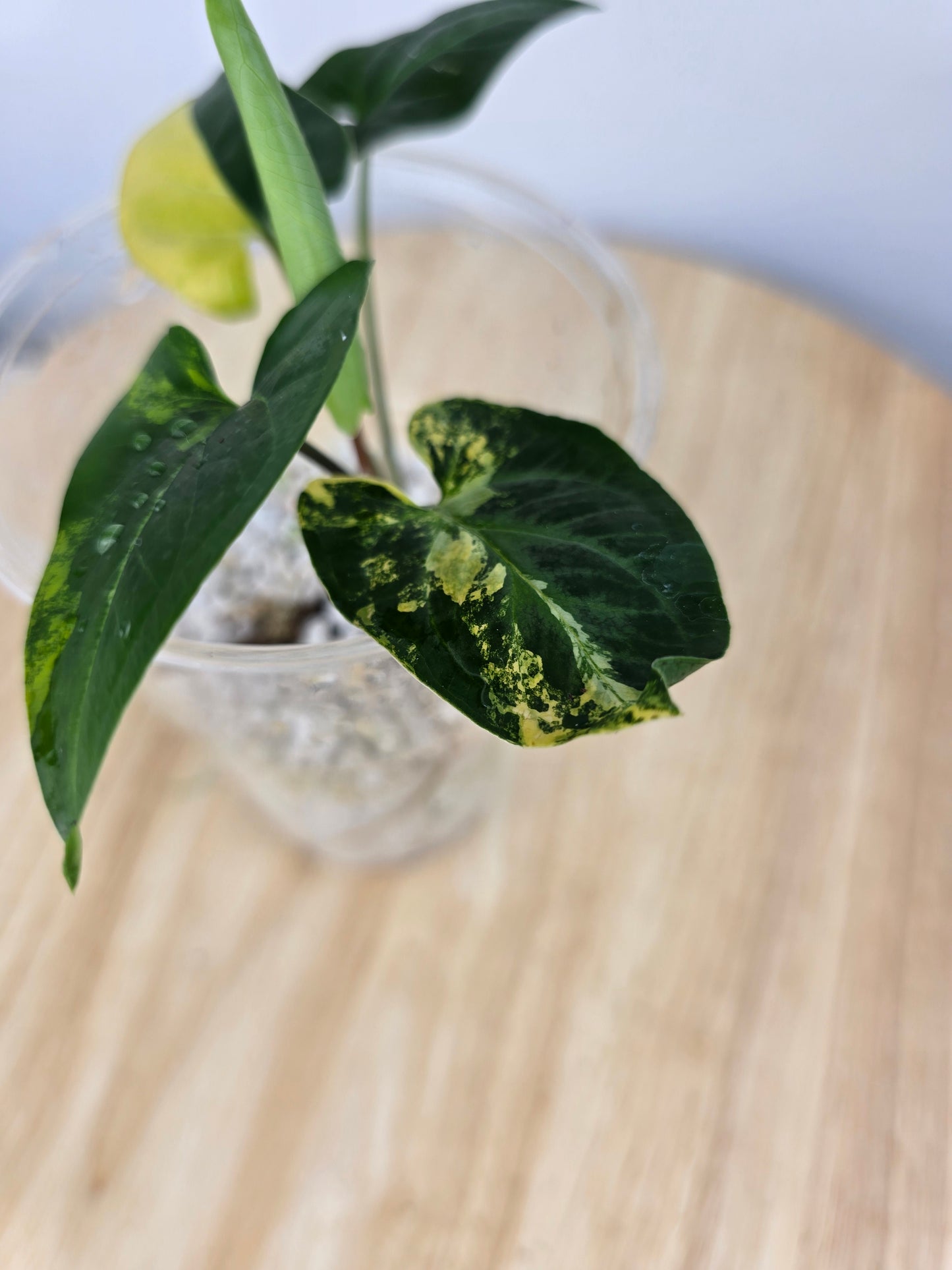 Syngonium aurea (JP)