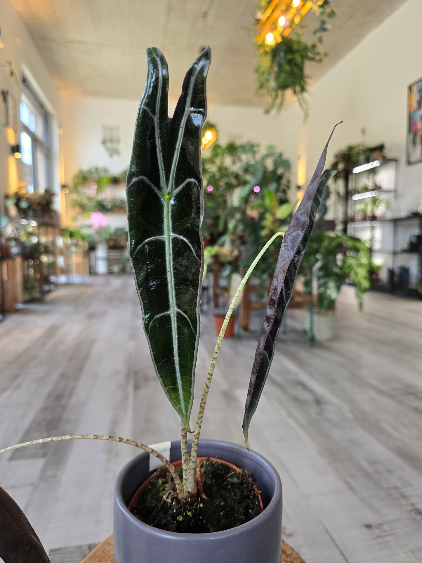 Alocasia Longiloba « Purple »