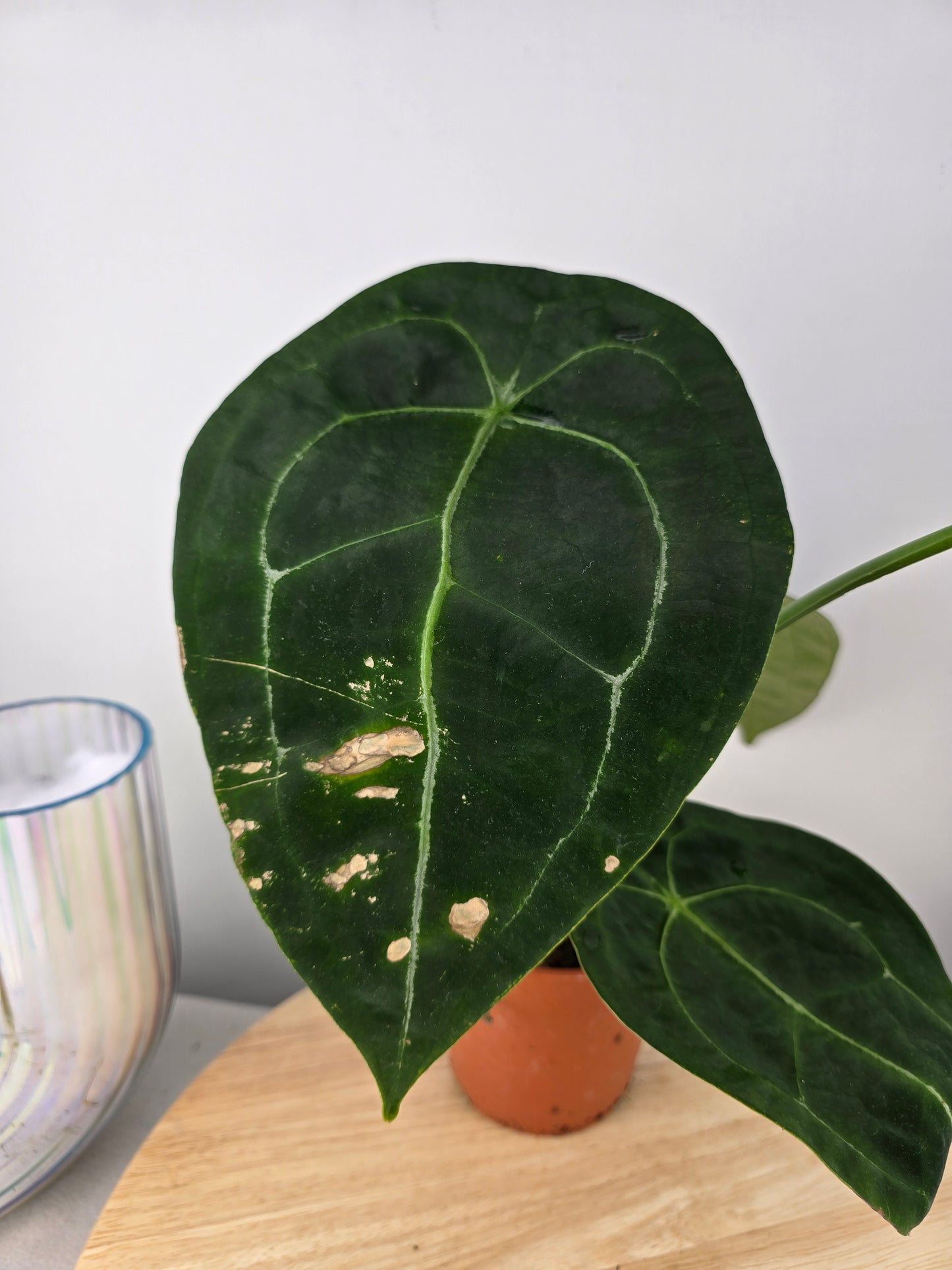 Anthurium forgetii (SC)