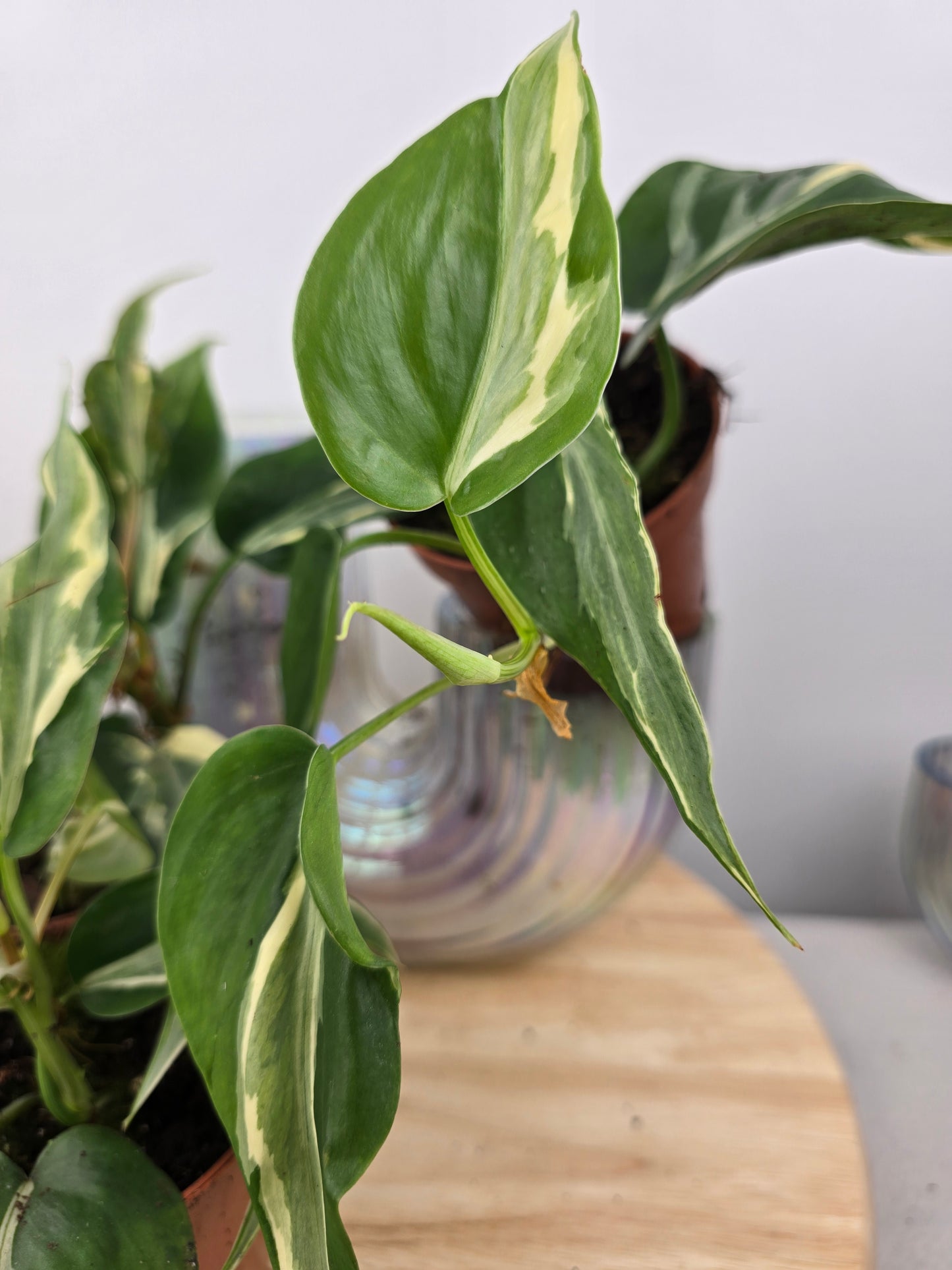 Philodendron hederaceum 'Rio'