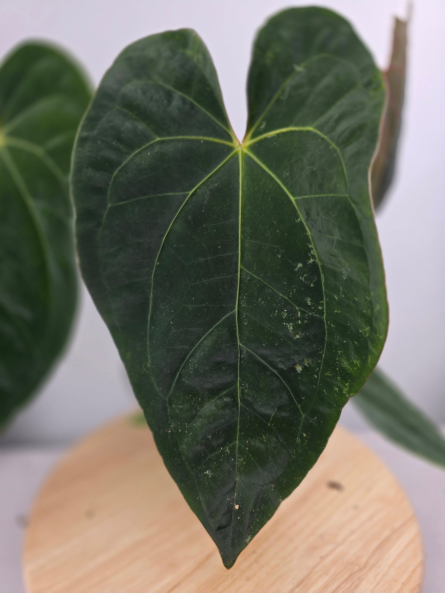 Anthurium 'Dark Phoenix'