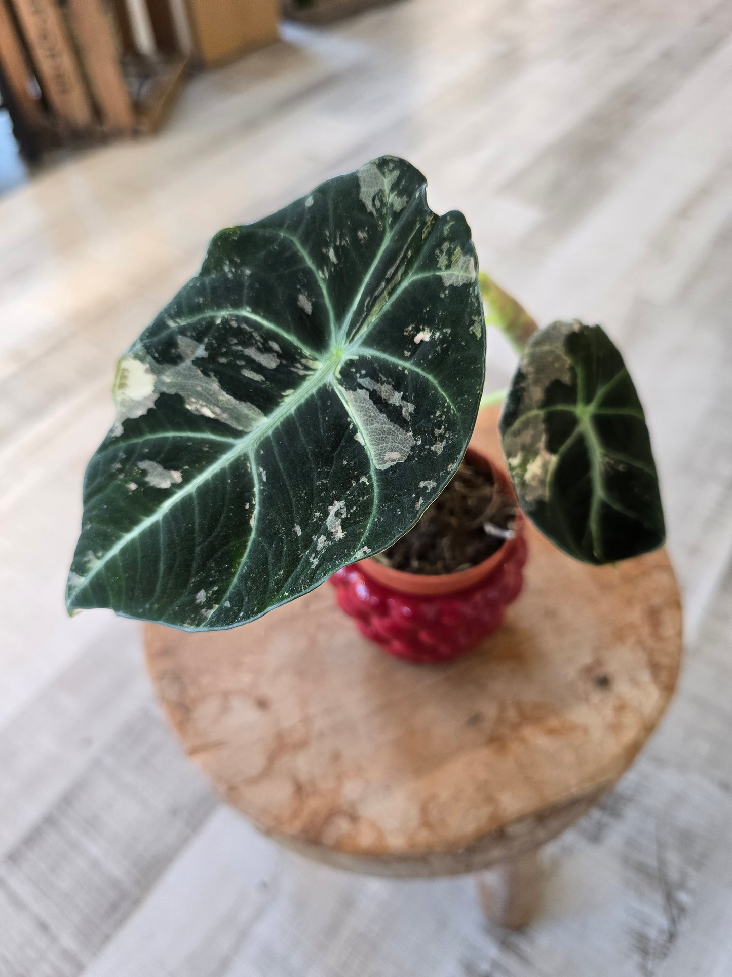 Alocasia Black Velvet Pink variegata