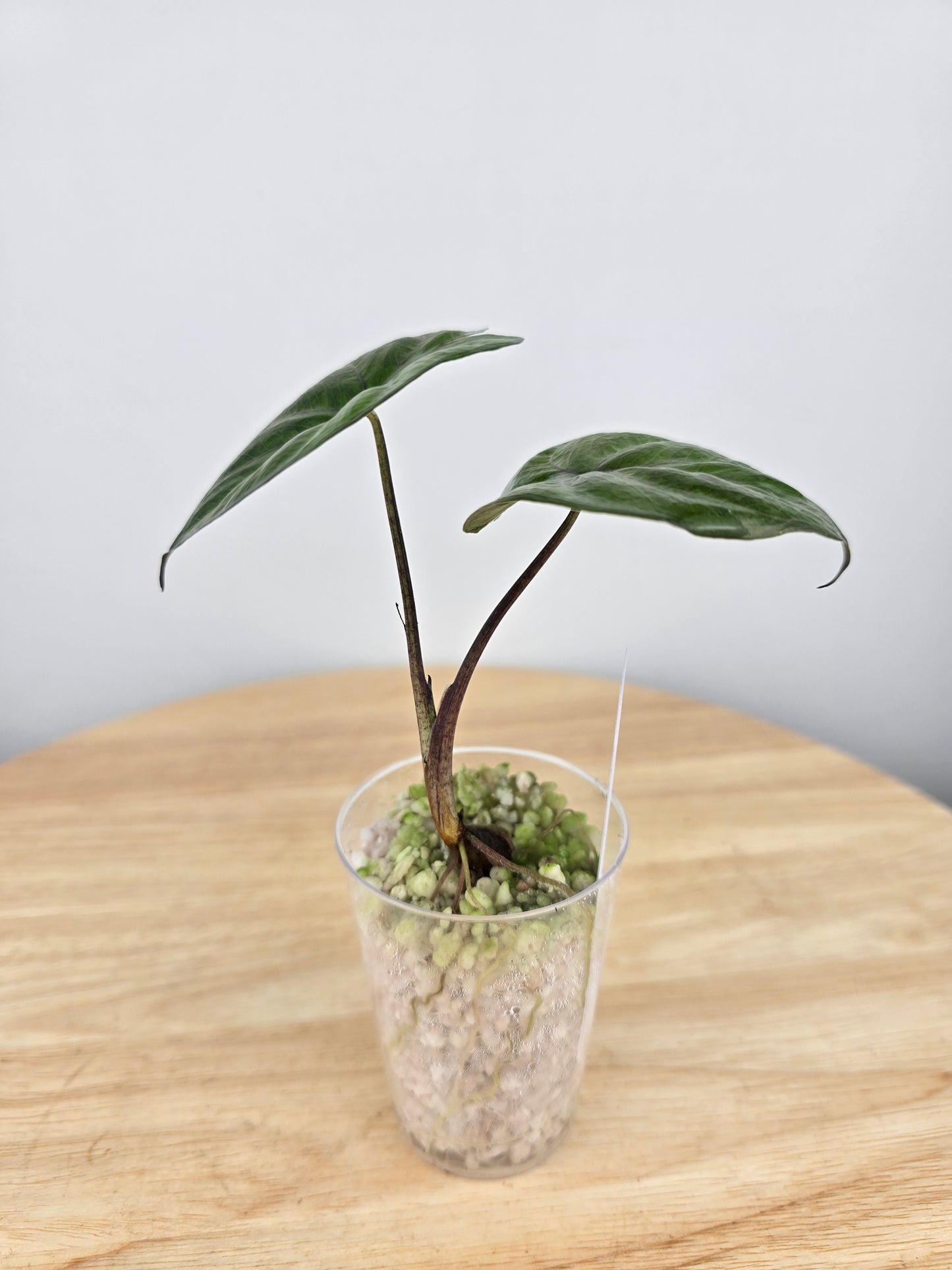 Alocasia Serendipity (JP)