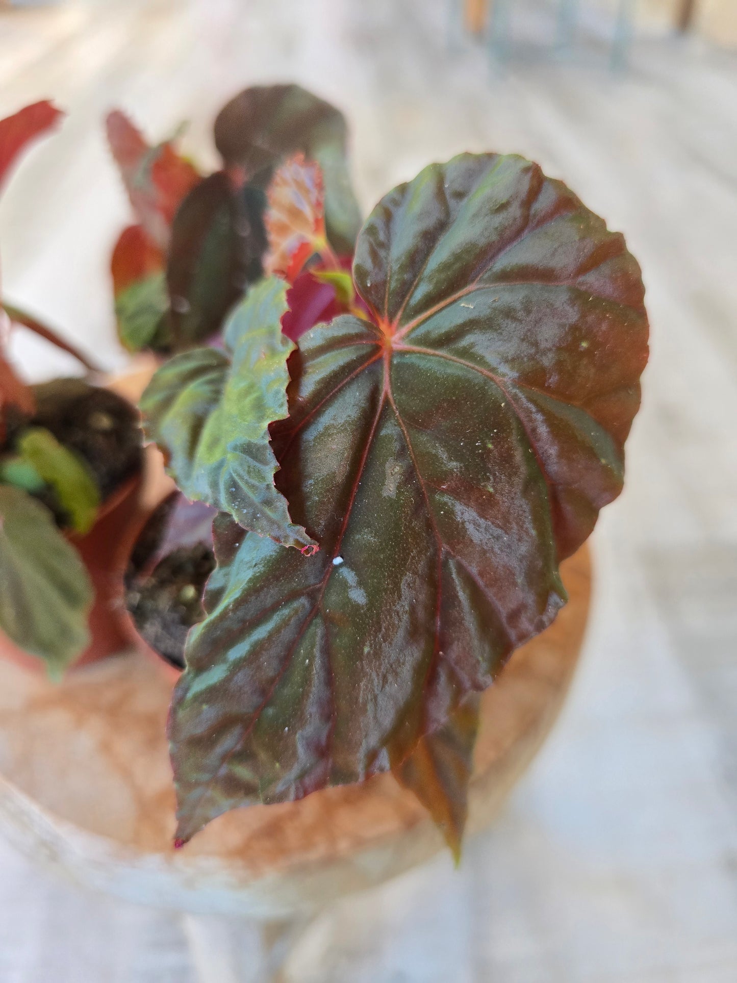 Begonia sp. Black Blood