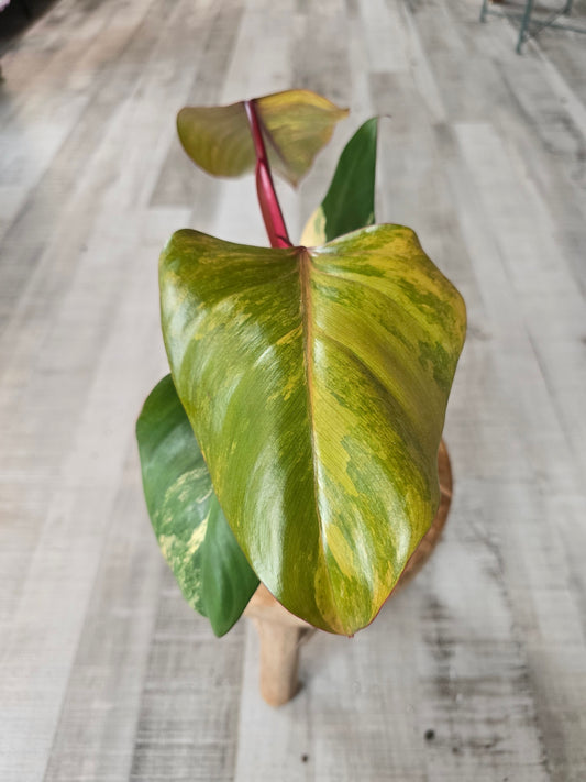 Philodendron Strawberry Shake (2)
