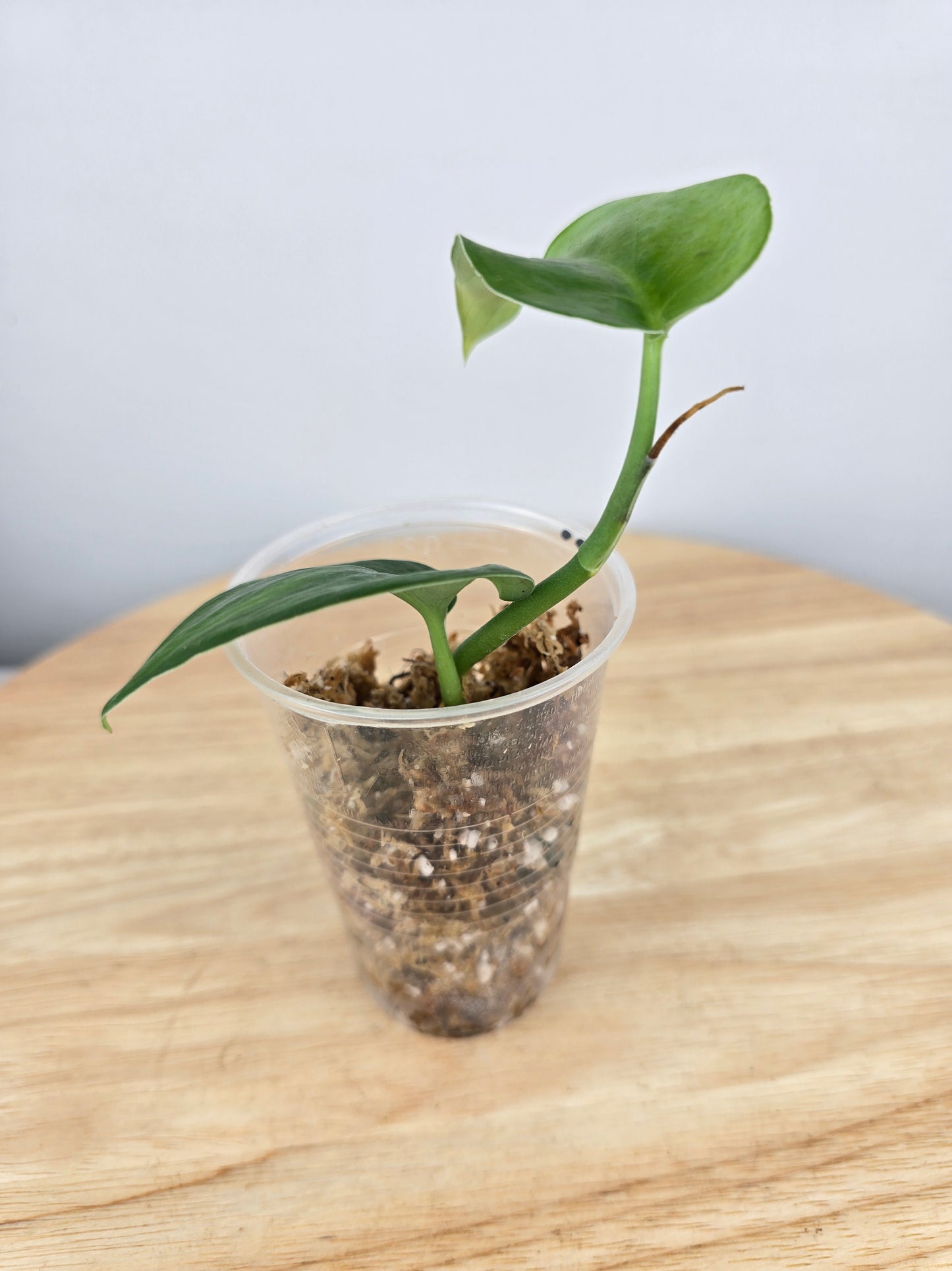 Scindapsus Jade Satin (JP)