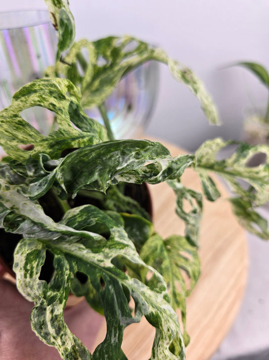 Monstera Frozen Freckles