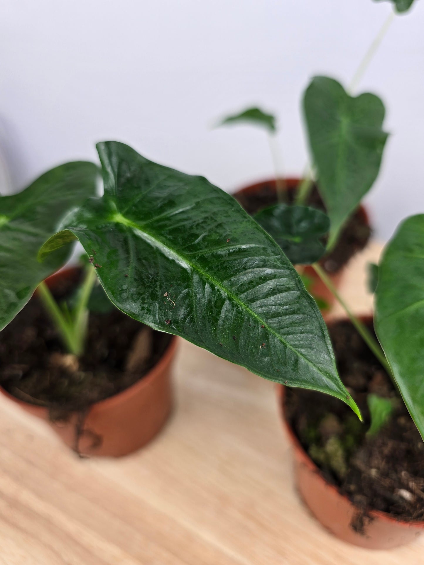 Alocasia Frydek Tattoo
