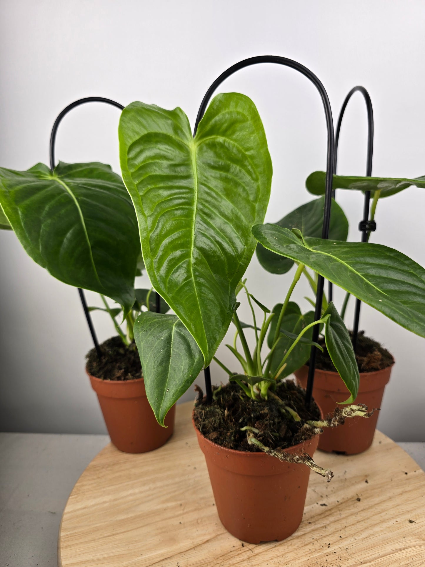 Anthurium Veitchii
