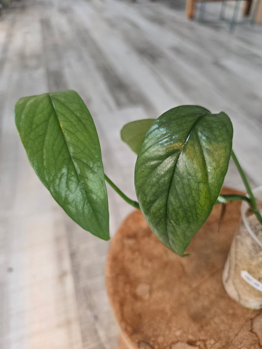 Epipremnum Cebu Blue (RC)