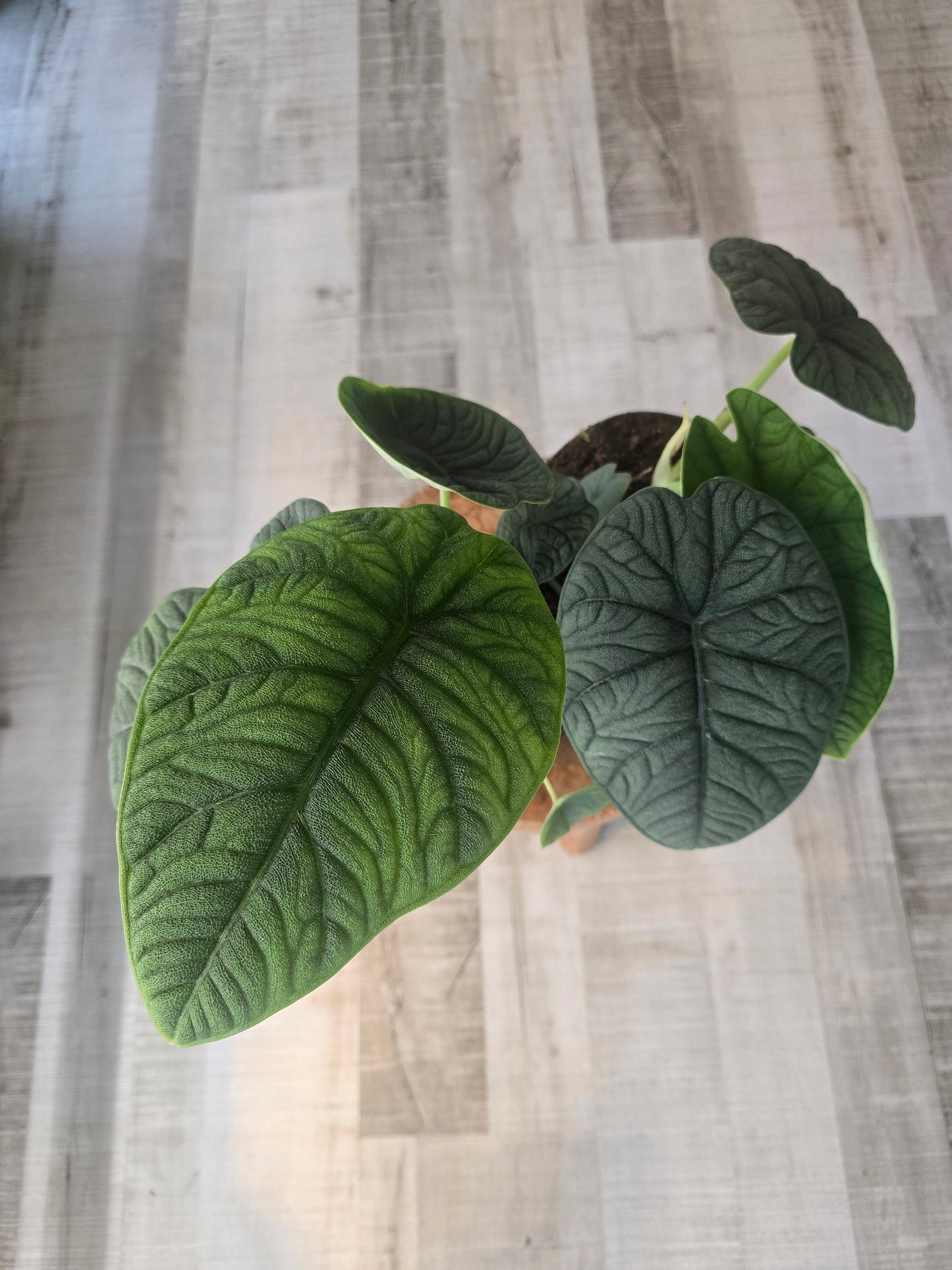 Alocasia melo