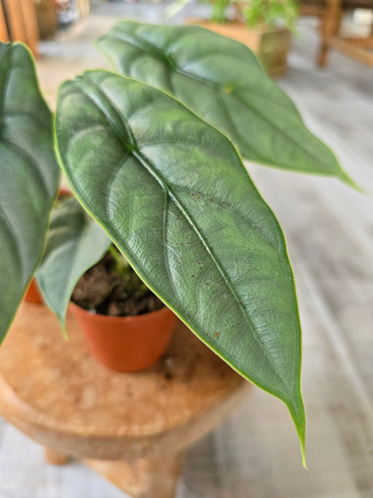 Alocasia Puncak Borneensis
