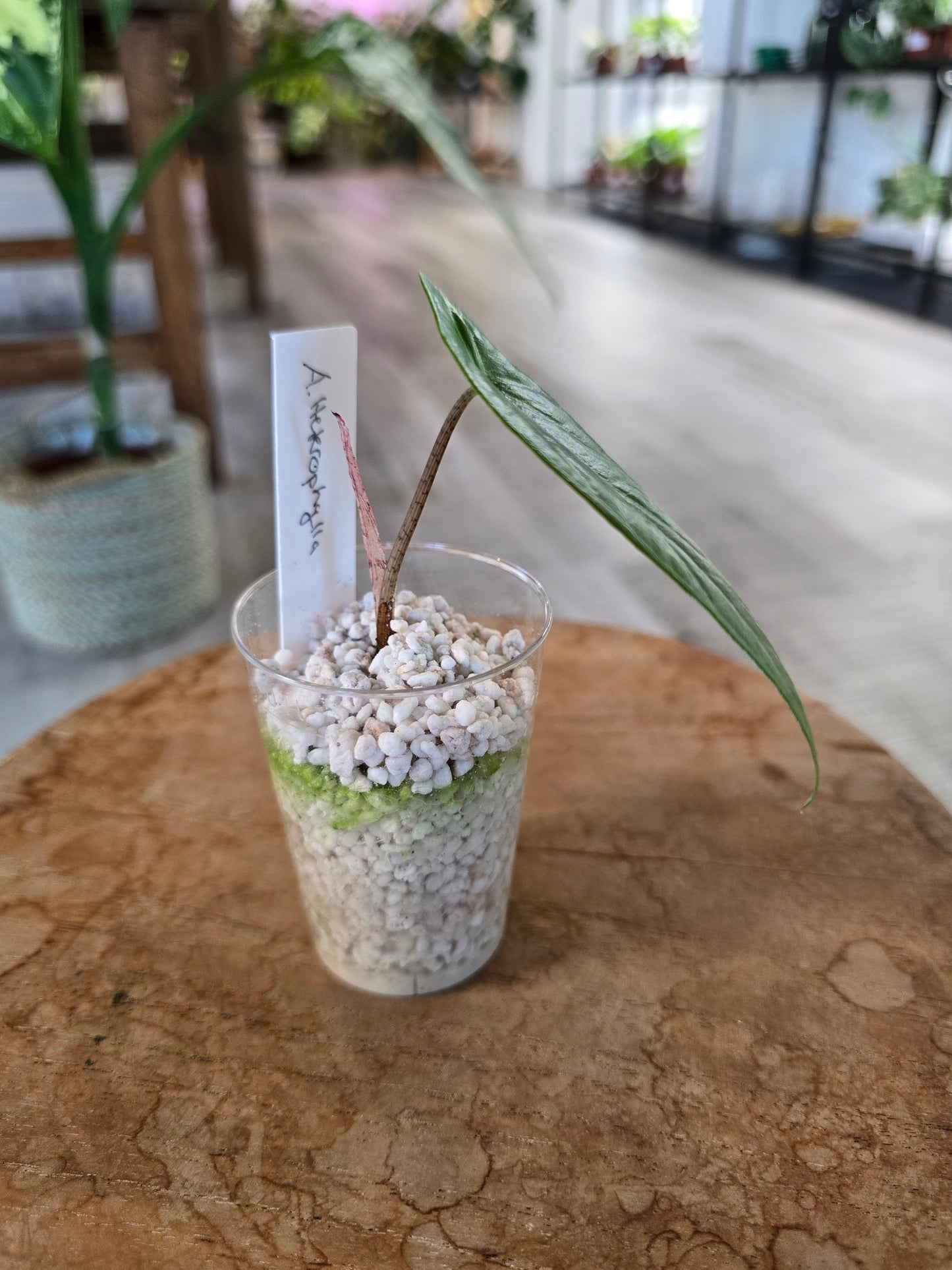 Alocasia Heterophylla (JP)