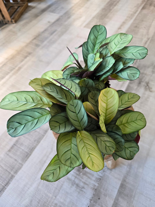 Ctenanthe burle-marxii 'Amagris'