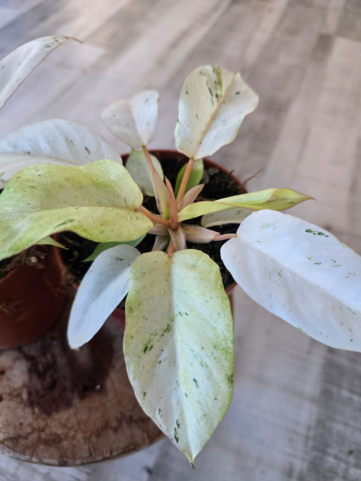 Philodendron 'Snowdrift'