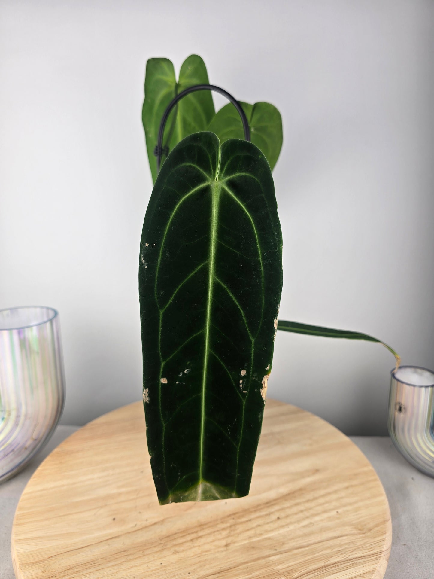 Anthurium warocqueanum (SC)