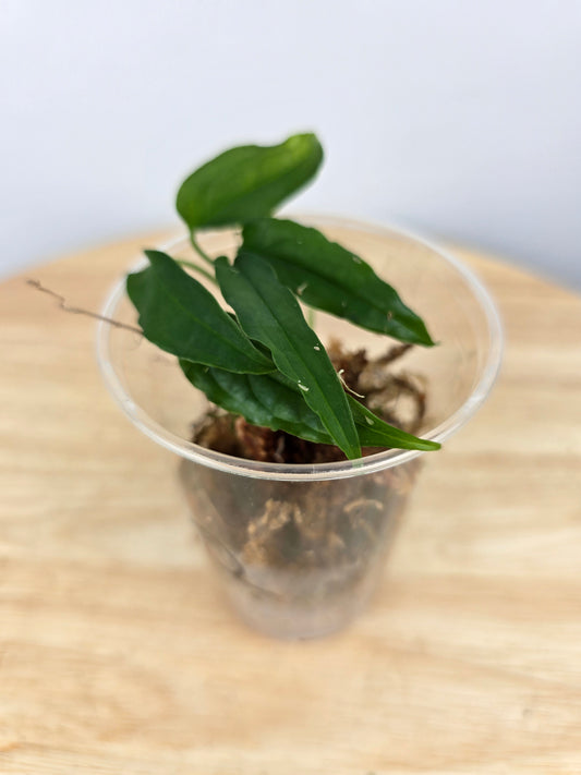 Monstera Obliqua Peru (JP)