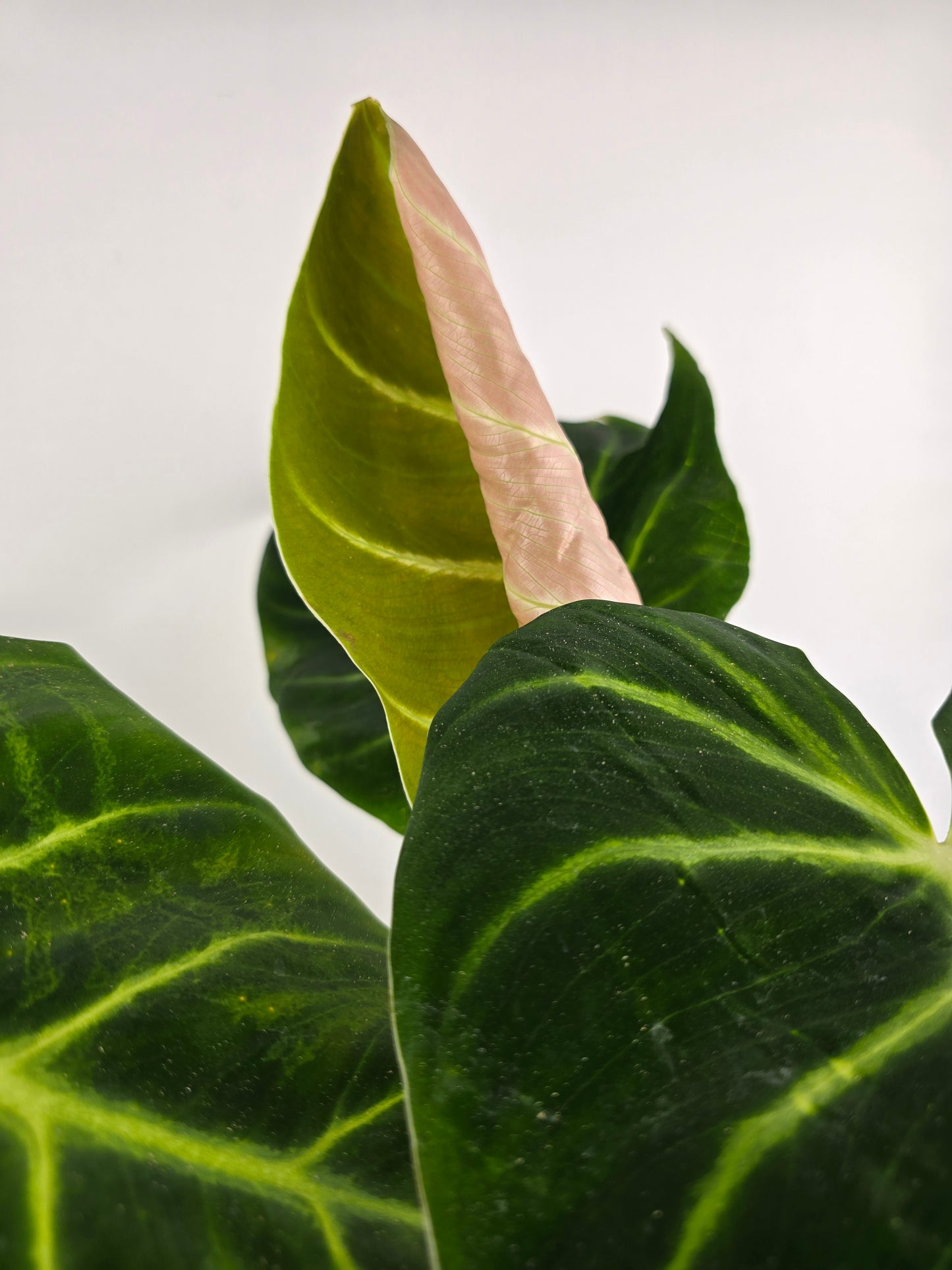 Philodendron luxurians