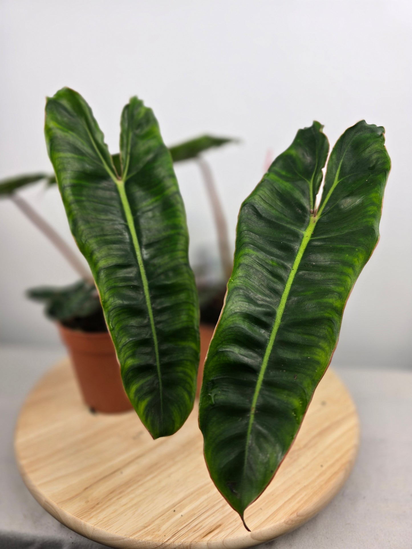 Philodendron billietiae
