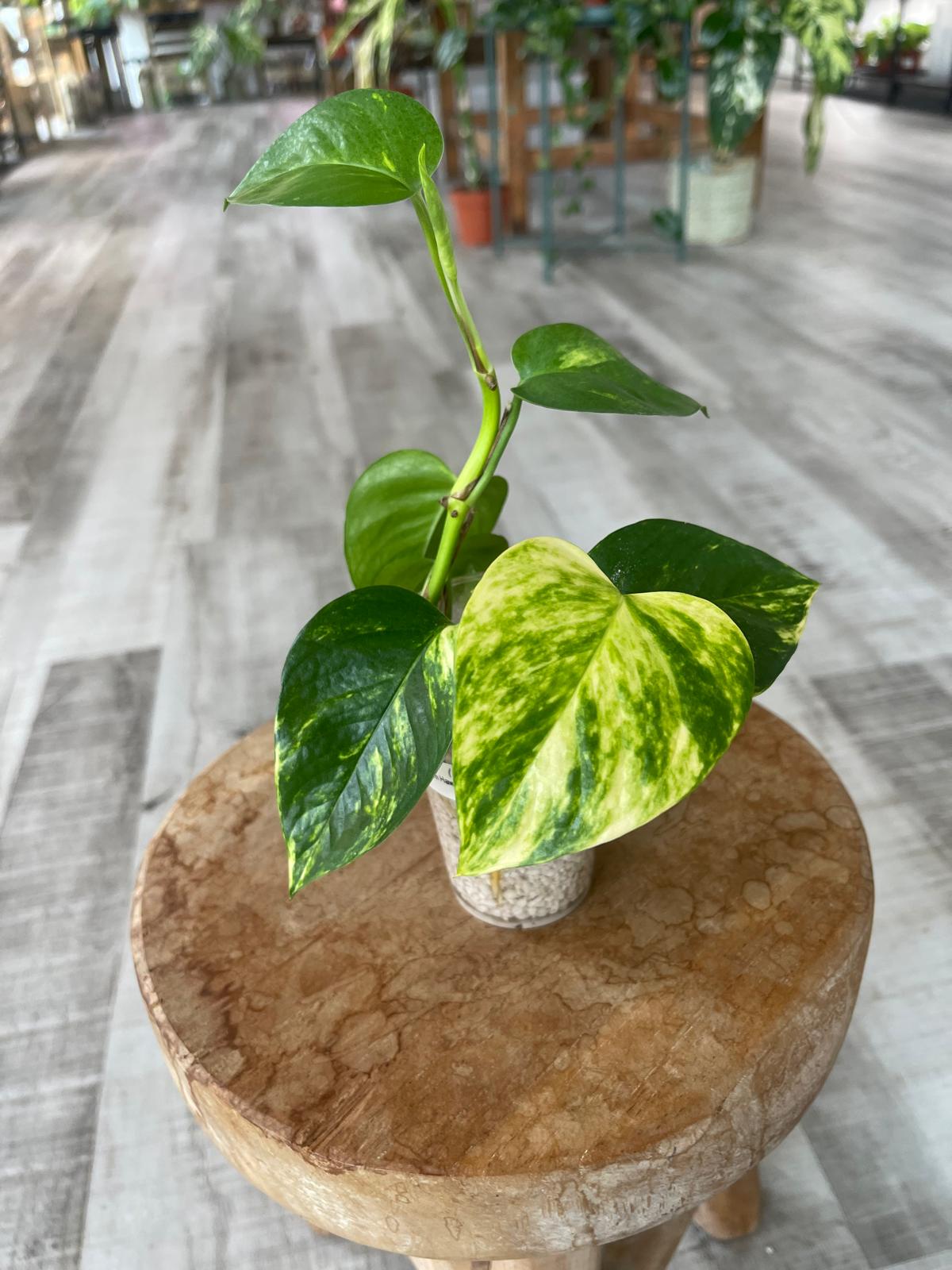 Epipremnum Hawaiian (RC)