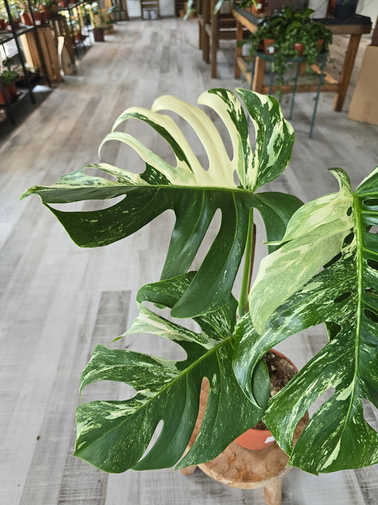 Monstera deliciosa variegata