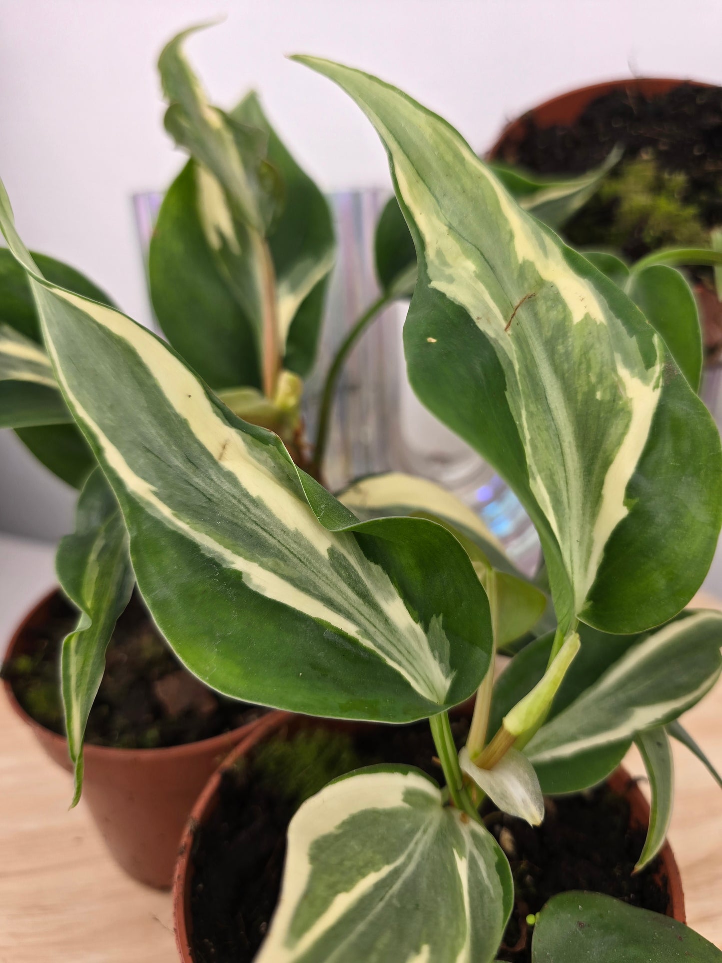 Philodendron hederaceum 'Rio'