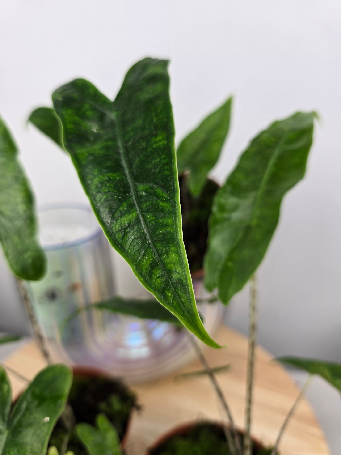 Alocasia zebrina 'Reticulata'