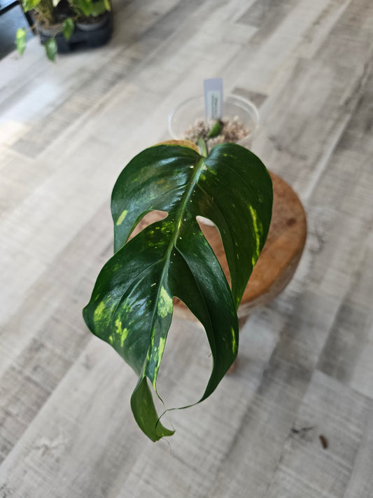 Epipremnum Pinnatum Cintho Goldfinger (RC)