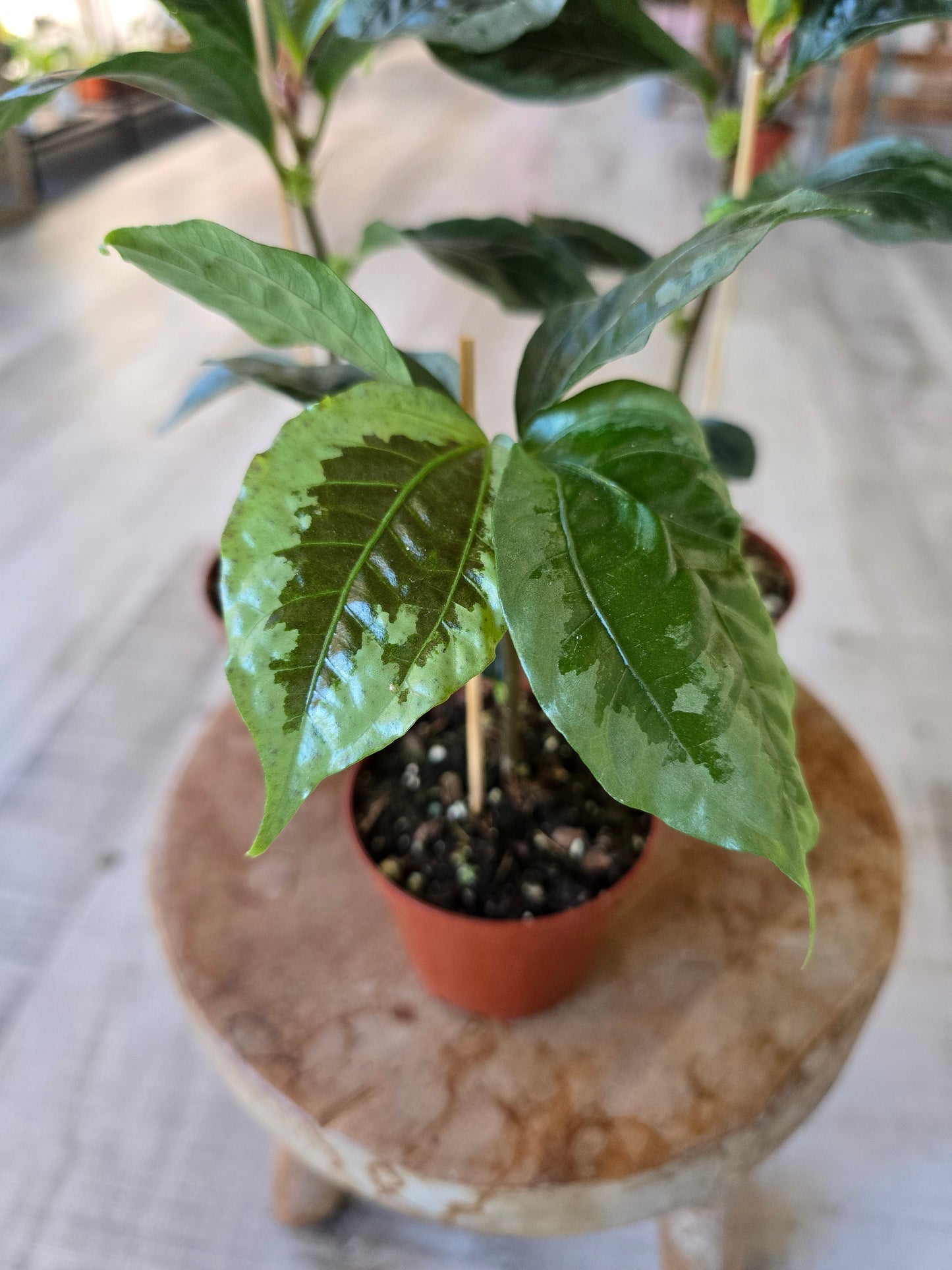 Elatostema vittatum
