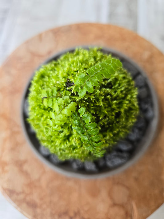 Japanischer Schildfarn (Polystichum polyblepharum)