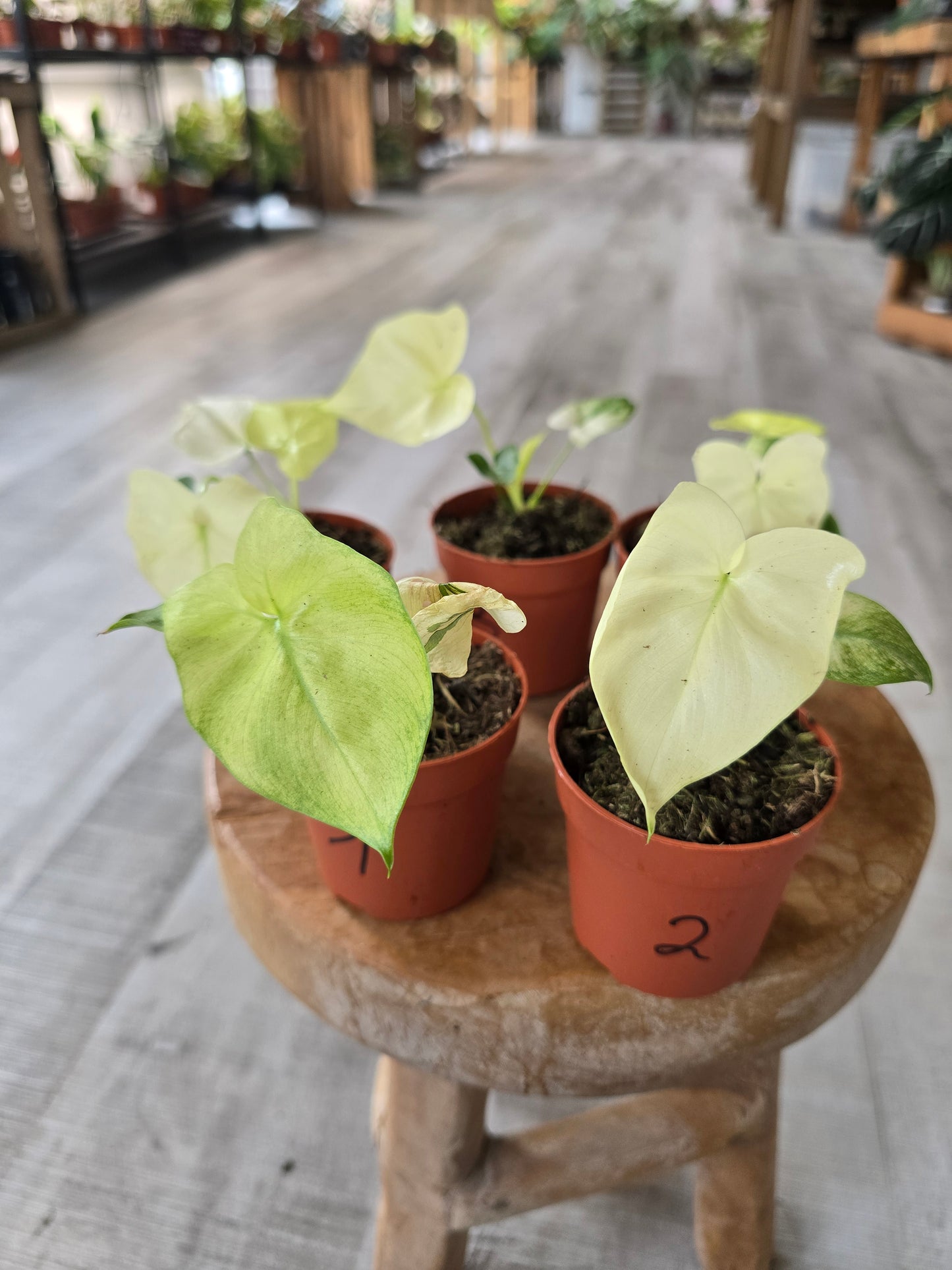 Thaumatophyllum African Fantasy (Philodendron Angela)