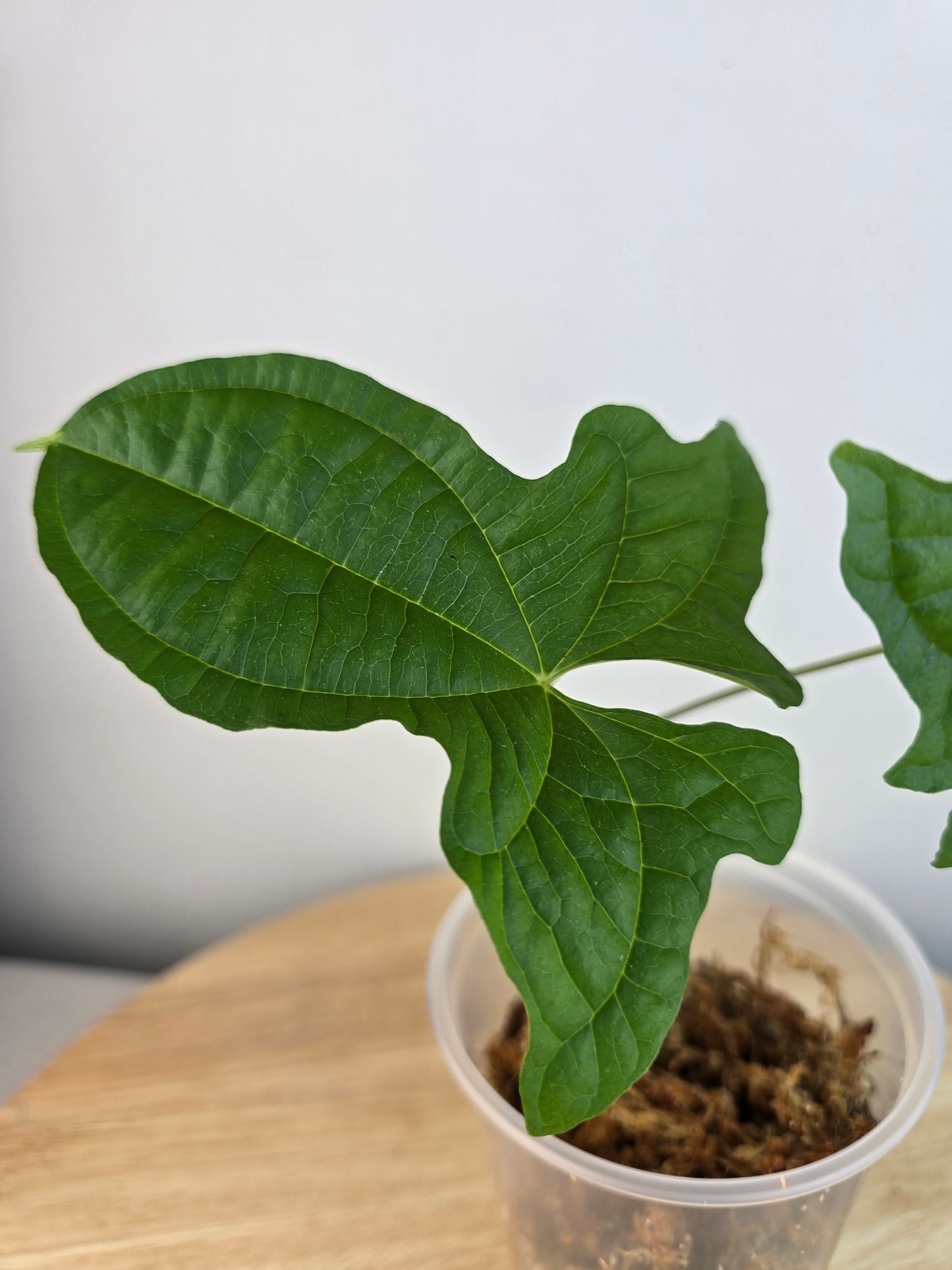Dioscorea sansibarensis (JP)