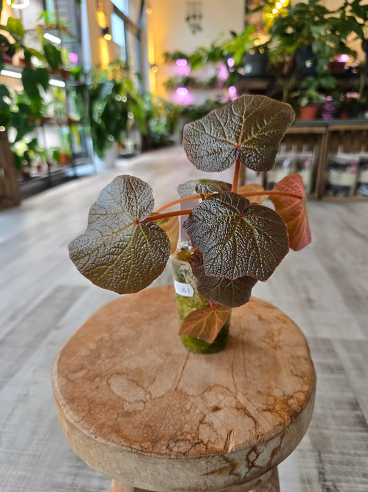 Begonia Boomer (RC1)