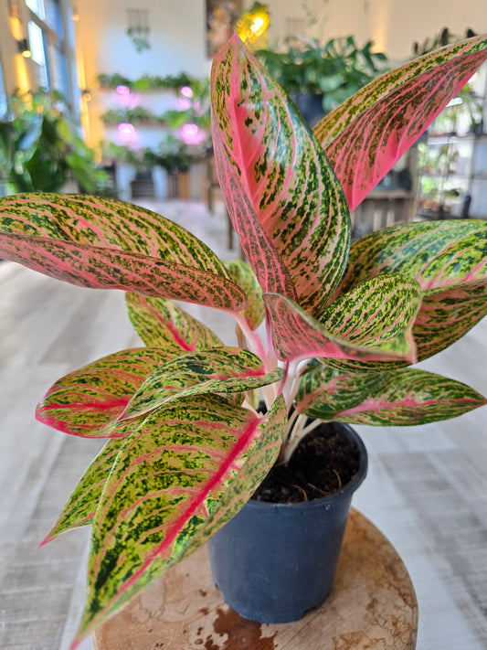 Aglaonema Grand Poppy