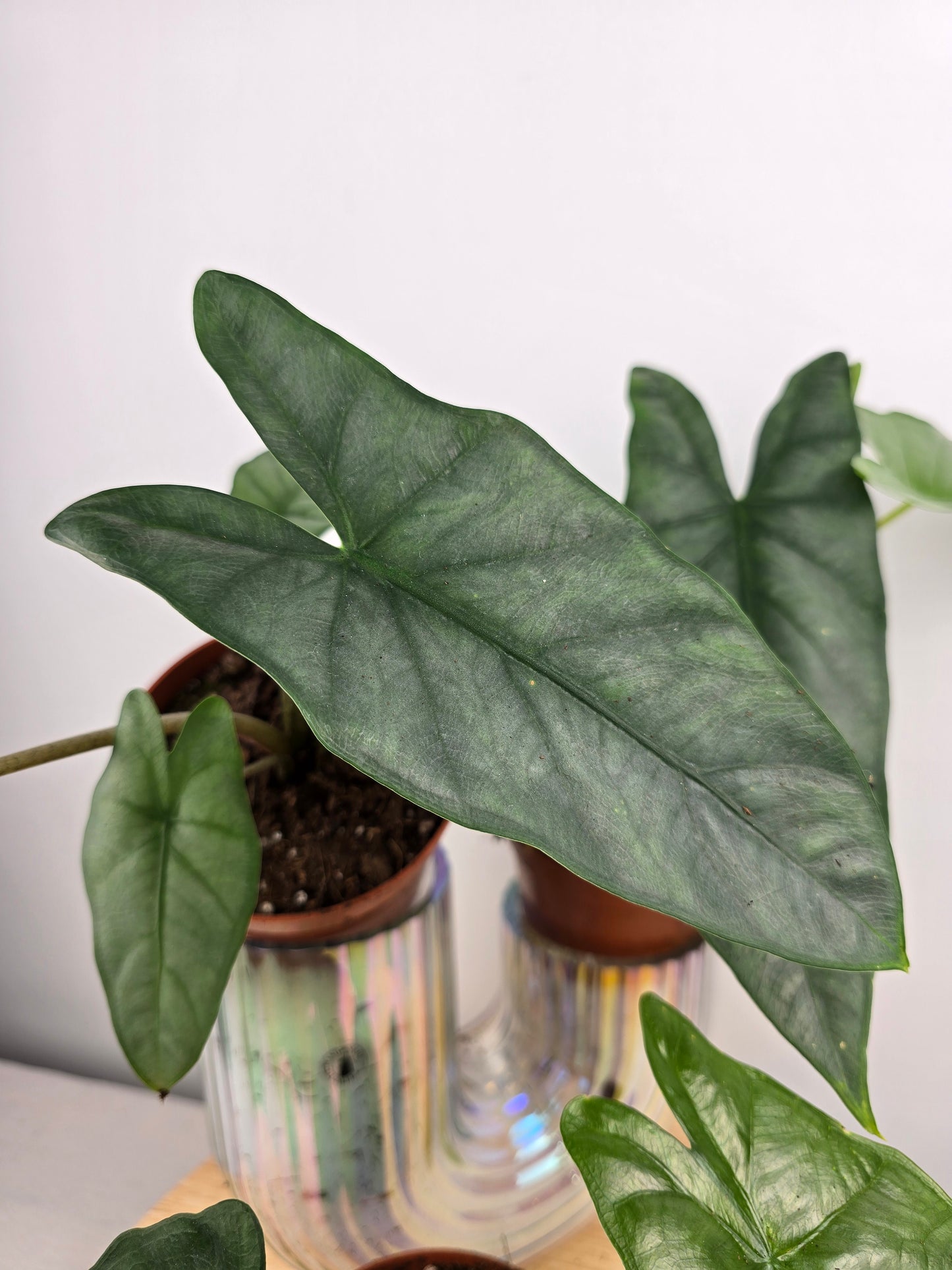 Alocasia Heterophylla 'Corazon'