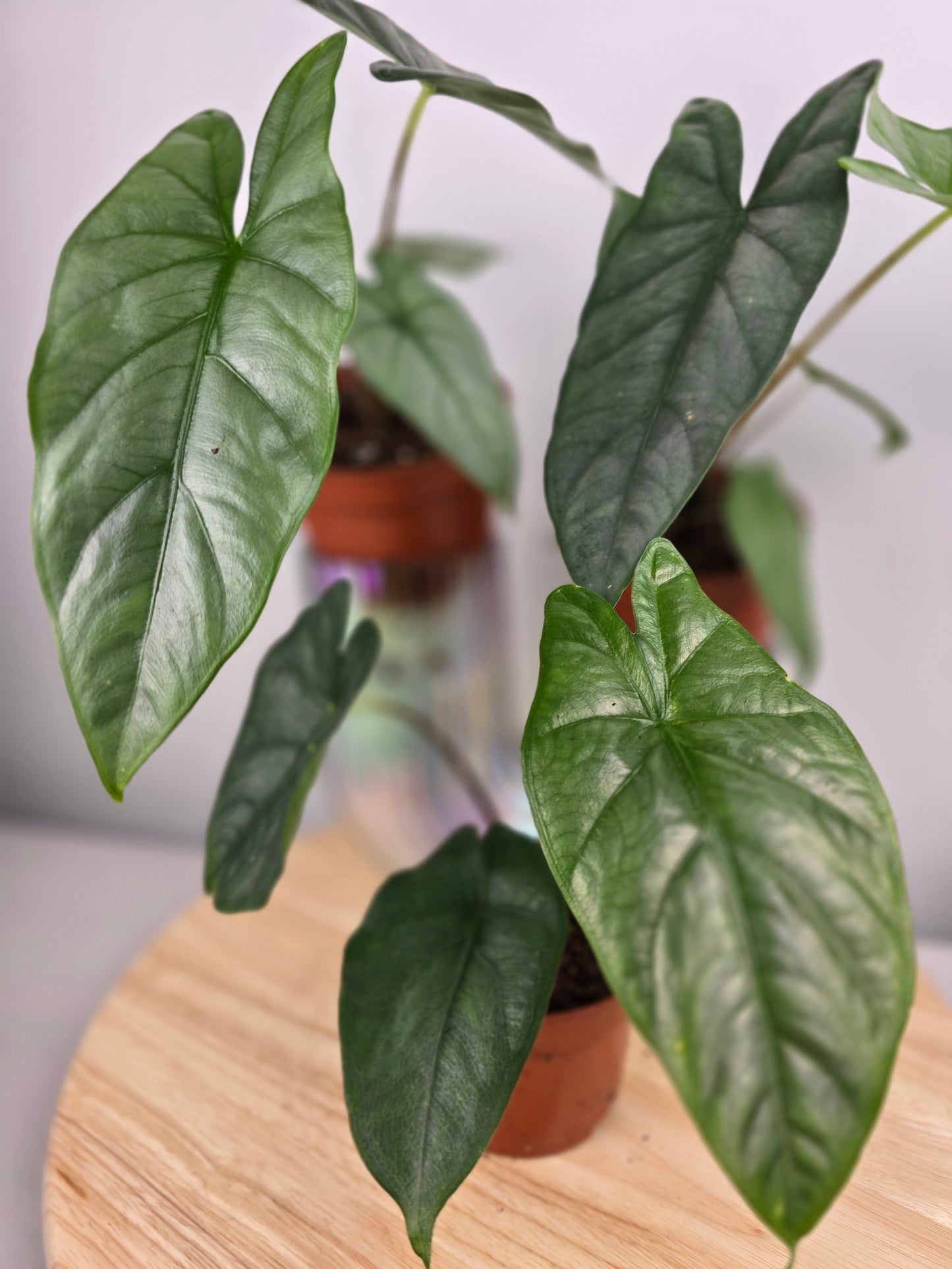 Alocasia Heterophylla 'Corazon'