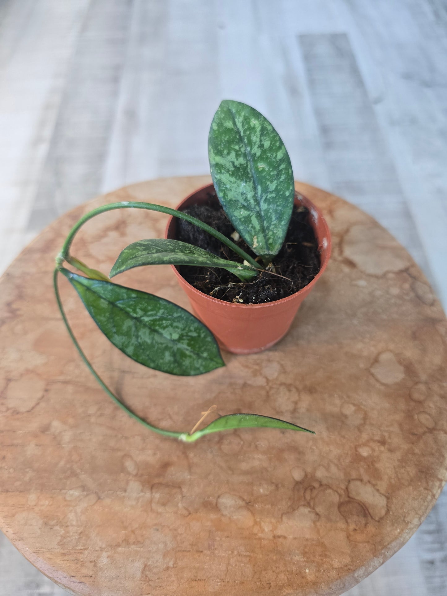 Hoya 'Crassipetiolata' Splash (1)