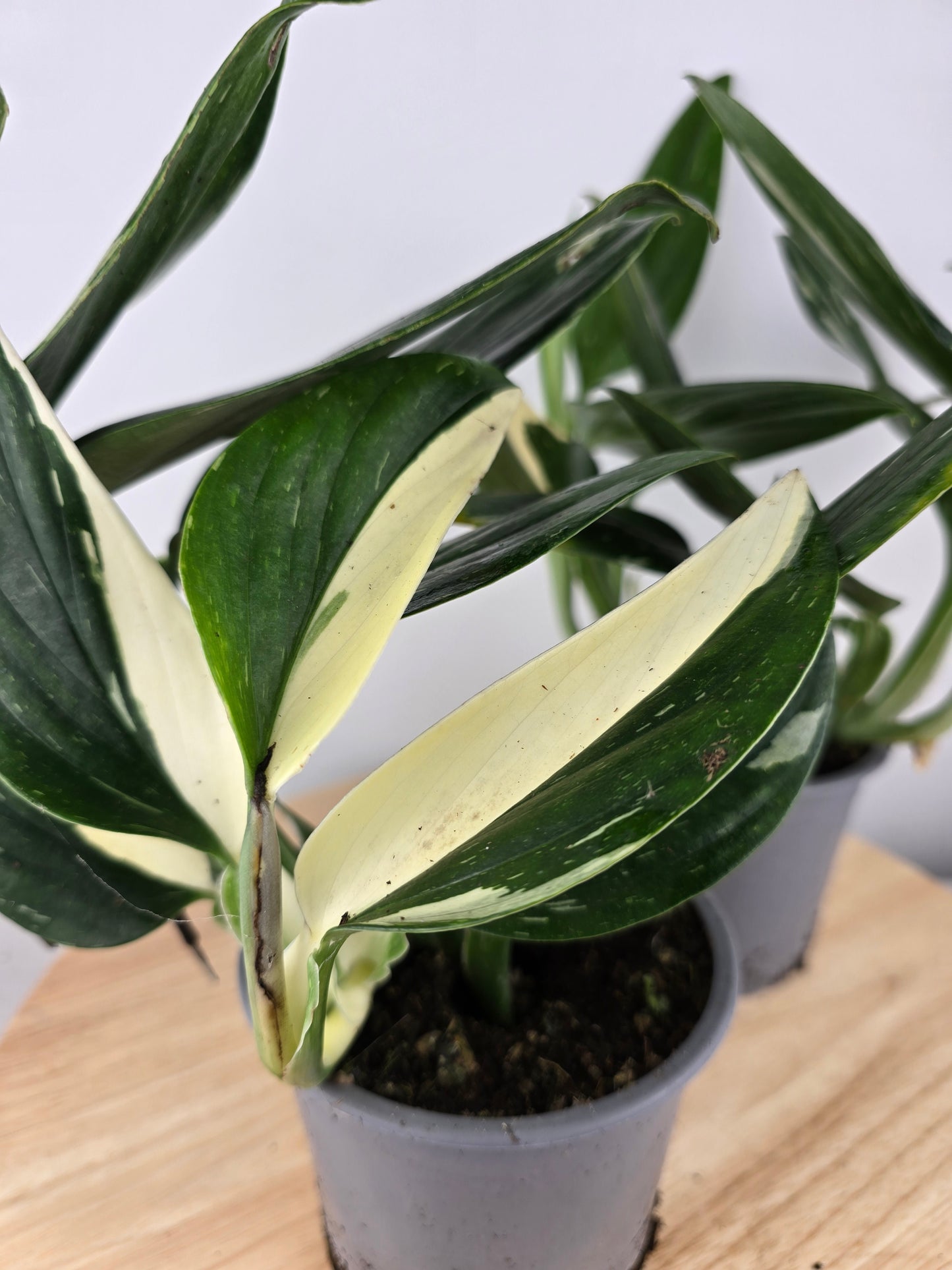 Monstera standleyana (Philodendron Cobra)