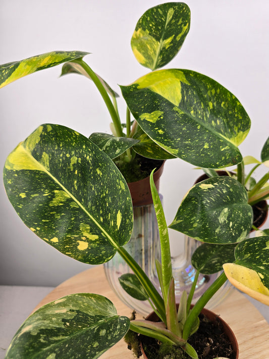 Philodendron Green Congo variegata